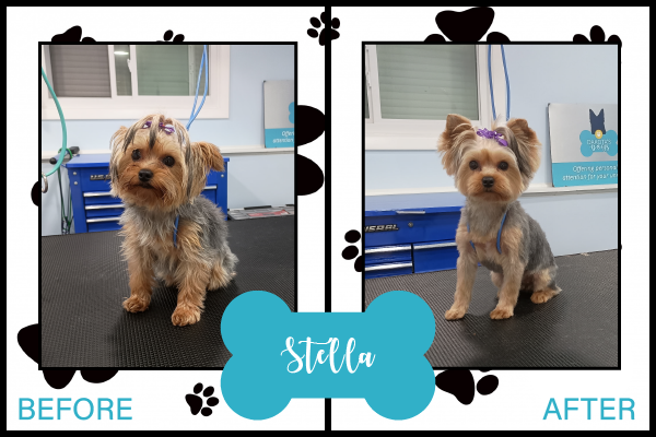 before-after-image_stella